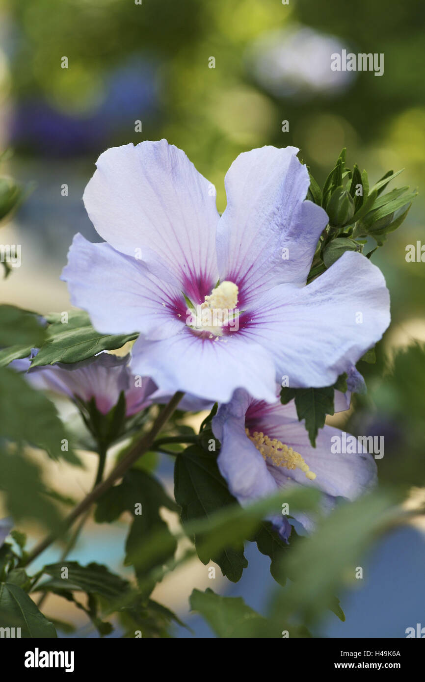 Hibiskus Blume, Blütenblätter, Staubgefäße, Hibiskus, Stockfoto