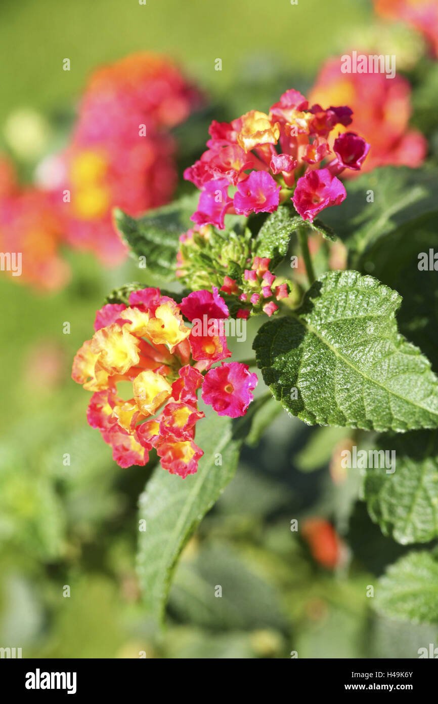 Lantana, Blume, spanische Flagge, Verbenaceae, Stockfoto