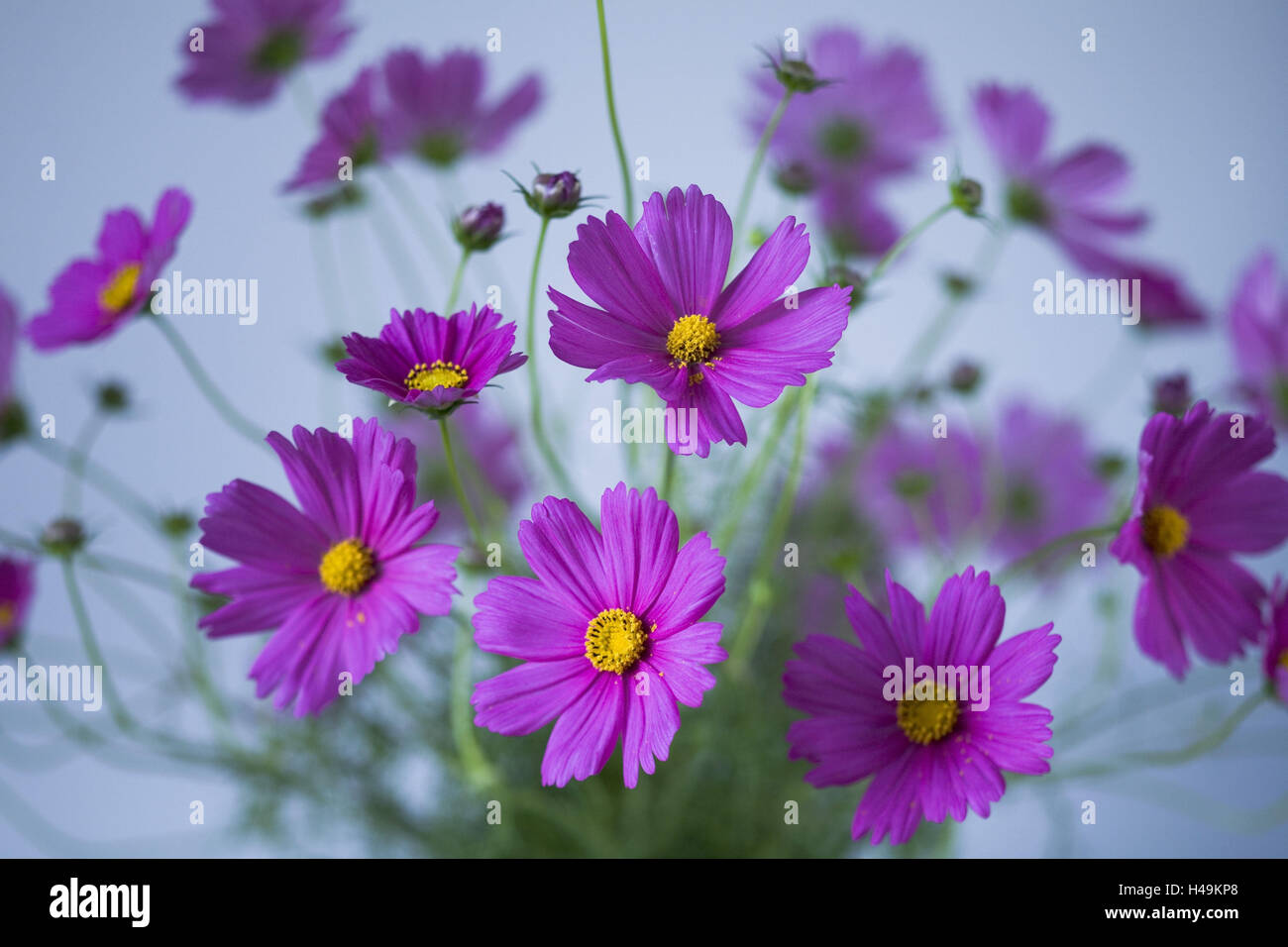 Einer Blüten vor hellblauem Hintergrund, Stockfoto