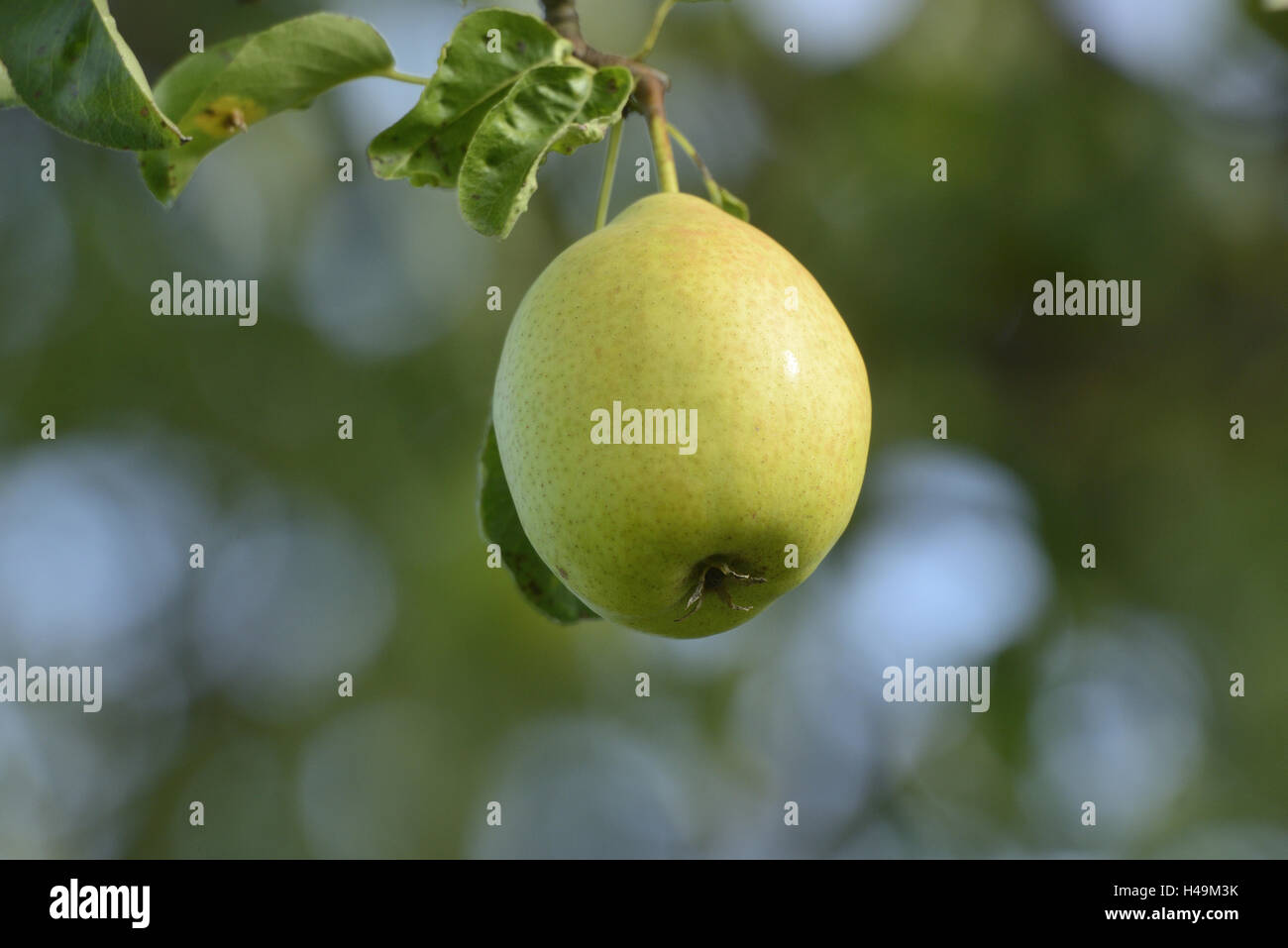 Kulturellen Birnen, Pyrus Communis, Zweig, hängen, reif, Stockfoto