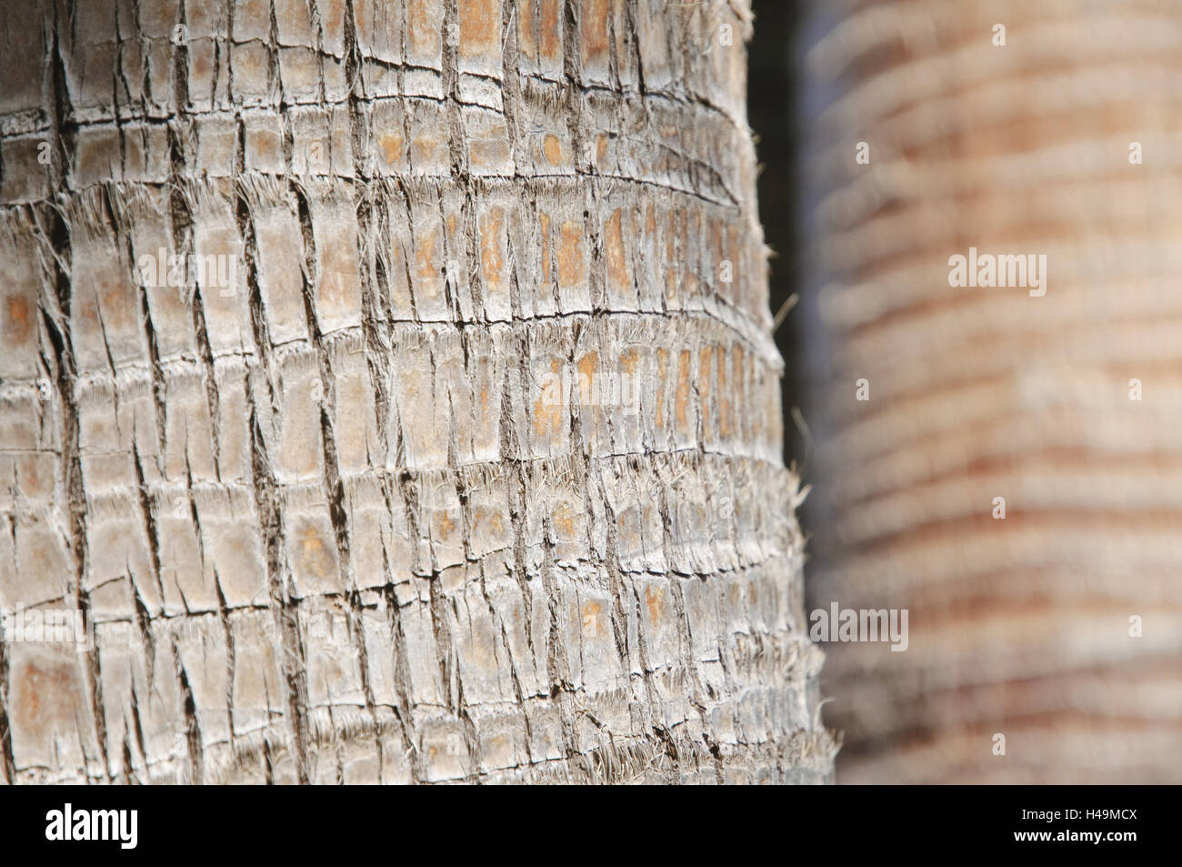 Palm-Stamm, Rinde, mittlere Nahaufnahme, Detail, Mallorca, Spanien Stockfoto