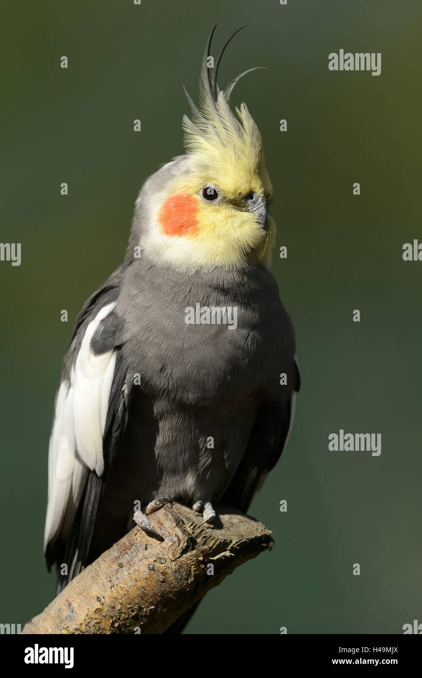 Nymphe Sittich, Nymphicus Hollandicus, Stockfoto