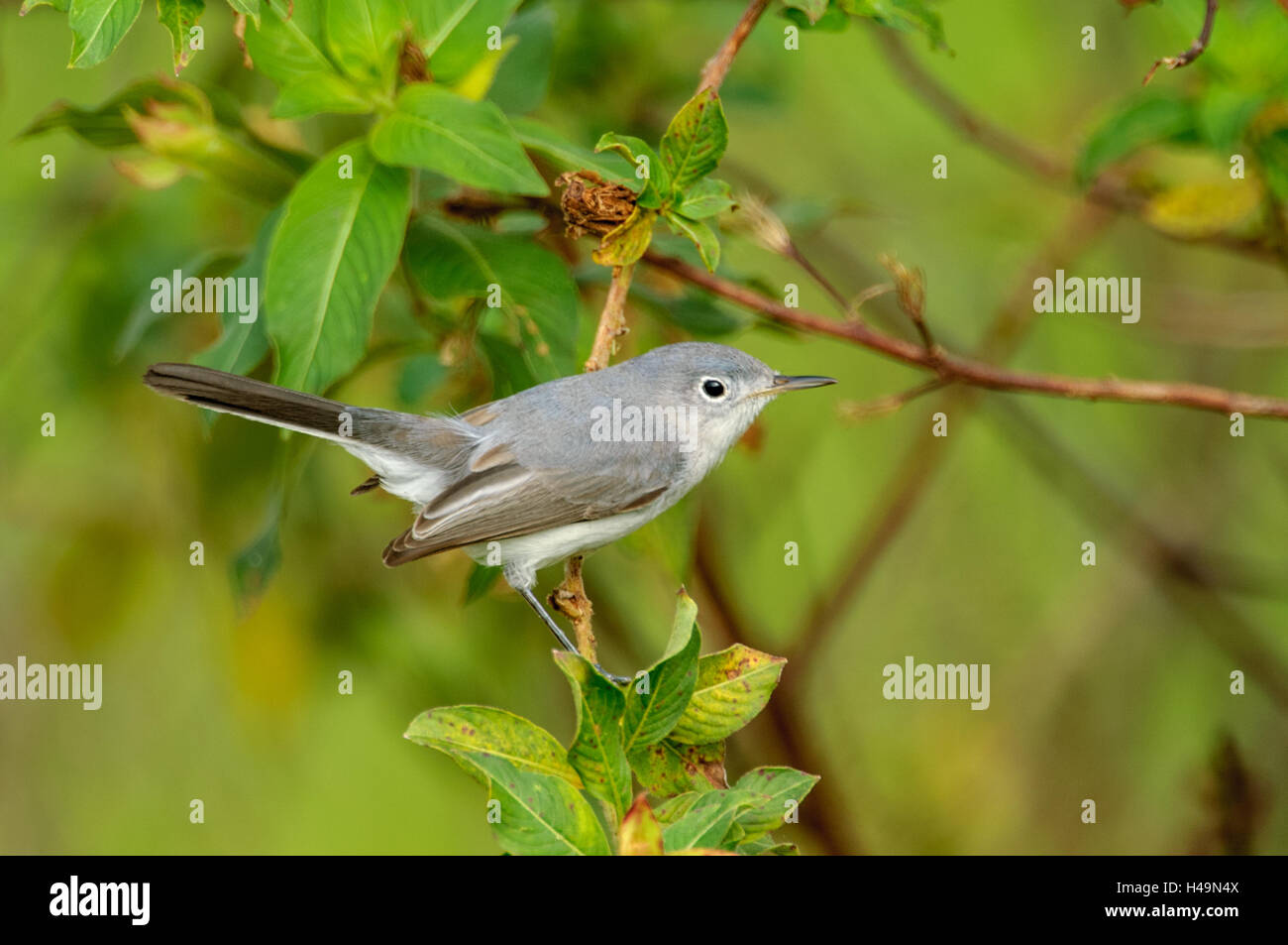 Arthur R Marshall Wildlife Reserve, Loxahatchee, Florida. Blau-grau Gnatcatcher (Polioptila caerulea) Stockfoto