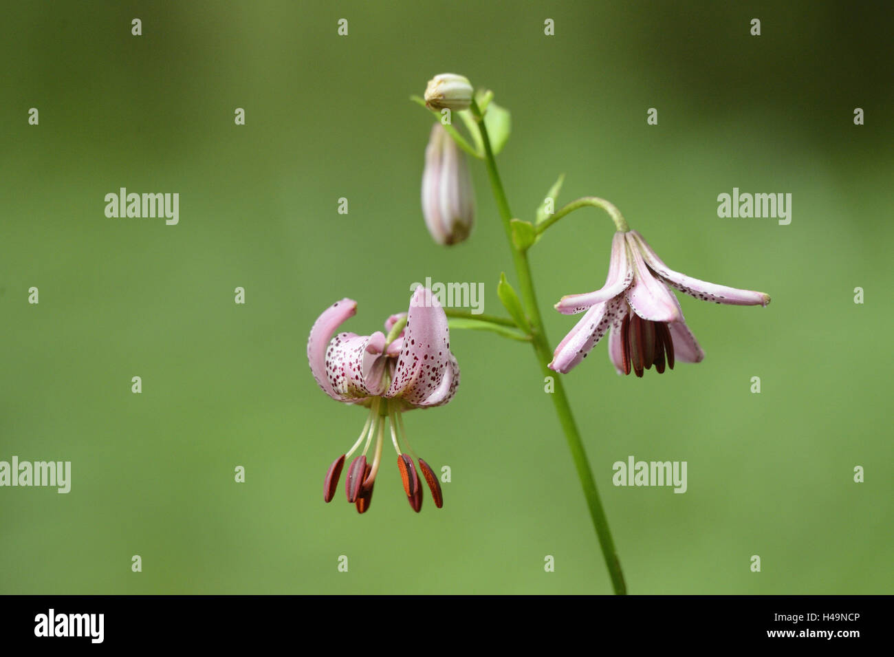 Turk-Bundle, Lilium Martagon, Blüte, mittlere close-up, Stockfoto