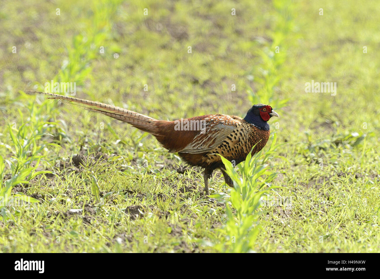 Fasan, Phasianus Colchicus, Feld, gehen an der Seite, Stockfoto