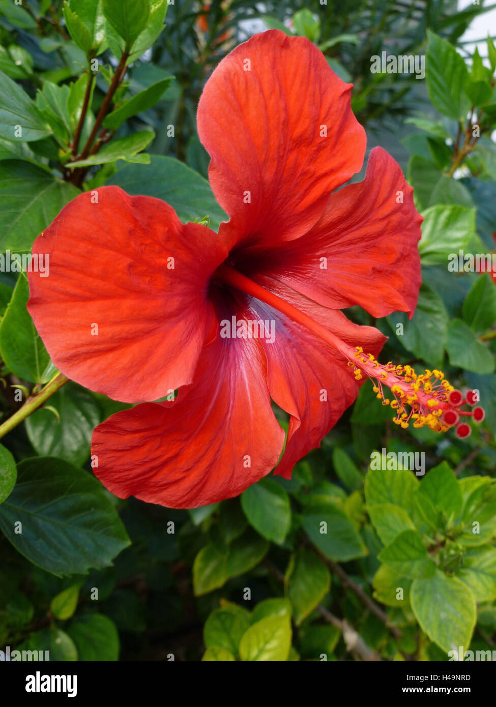 Rot Bluhende Hibiskus Blute Nahaufnahme Stockfoto Bild