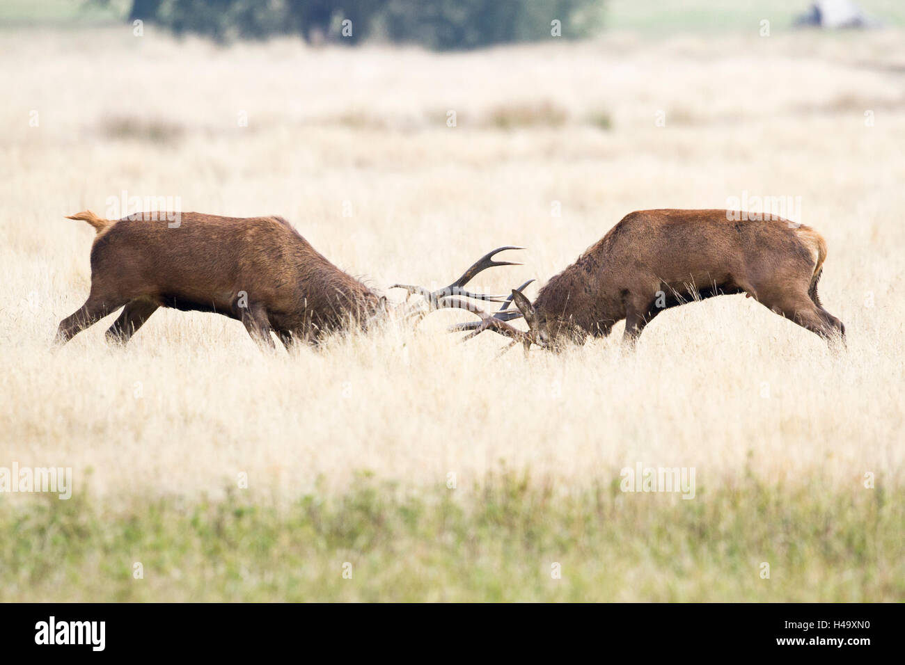 Richmond, Großbritannien. 14. Oktober 2016. UK-Wetter.  2 rote Hirsche kämpfen während der jährlichen Brunft im Richmond Park, London, UK Credit: Ed Brown/Alamy Live News Stockfoto