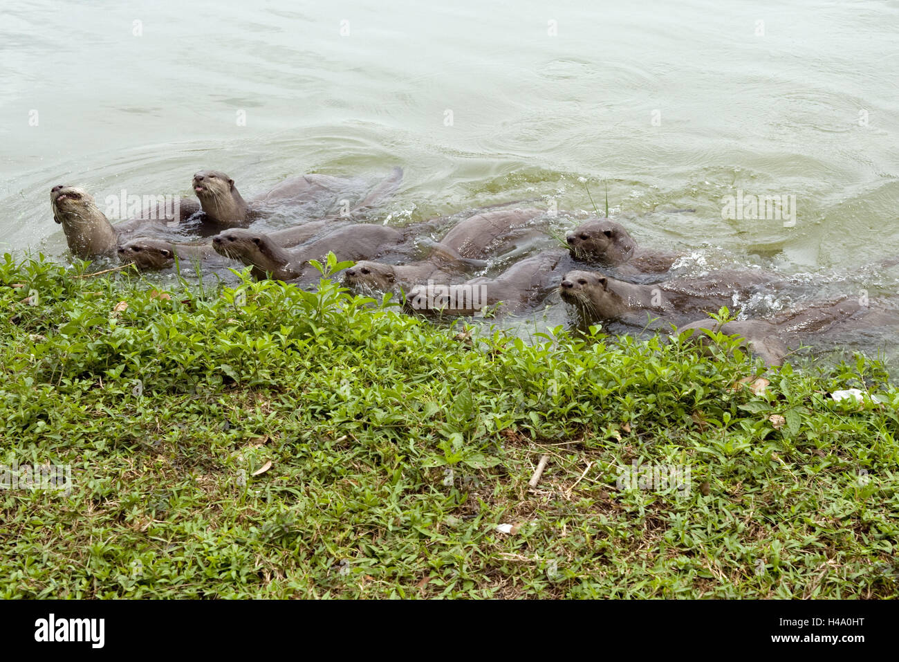 Singapur. 14. Oktober 2016. Mehreren glatt beschichtet Otter jagen für Lebensmittel in Singapurs Kallang Basin Gegend, 14. Oktober 2016. Innerhalb dieser zwei Jahre ist eine Zunahme der Sichtungen von verschiedenen glatt beschichtet Otter Familien an vielen Orten von Singapur. © Dahin Chih Wey/Xinhua/Alamy Live-Nachrichten Stockfoto