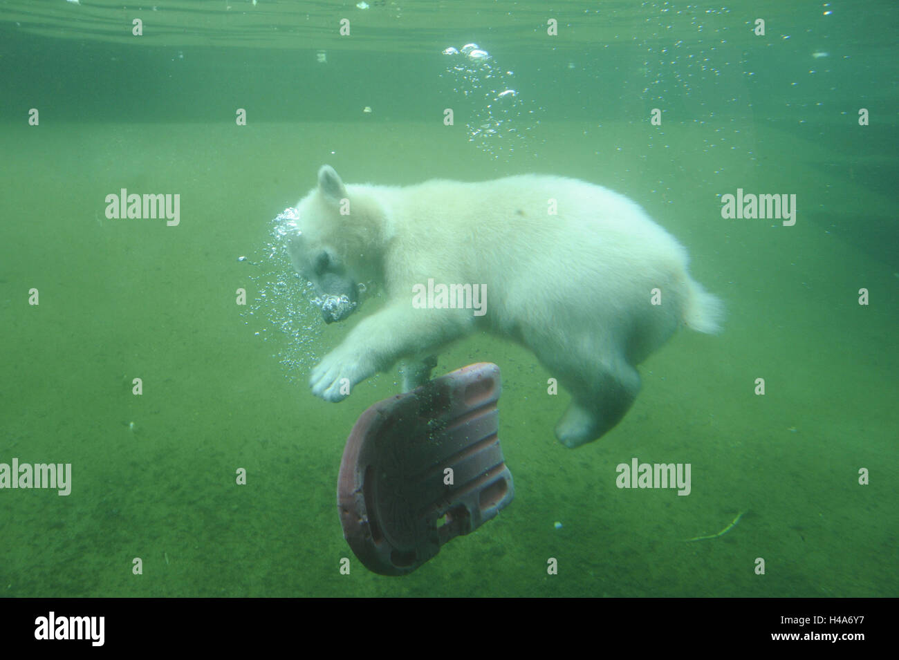 Eisbär Ursus Maritimus, Jungtier, Unterwasser, auf der Seite skin-dive, spielen, Stockfoto