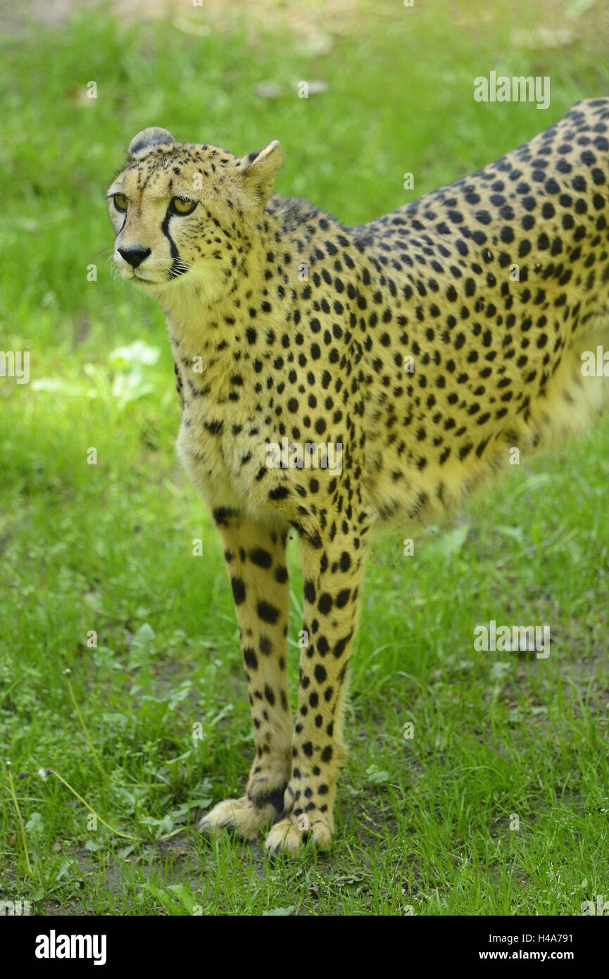 Südafrikanischer Gepard, Acinonyx Jubatus Jubatus, Stockfoto