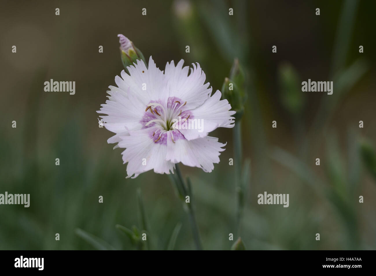 Land-Nelke Dianthus Caryophyllus, Blüte, Stockfoto