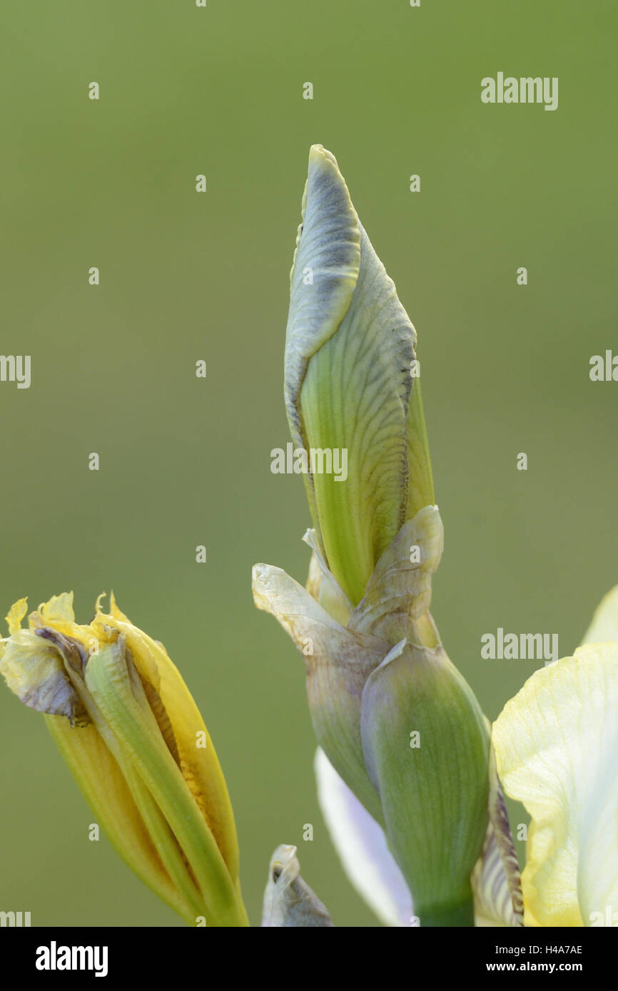 Deutsche Schwertlilie, Iris Nibelungen, Blütenknospe Stockfoto