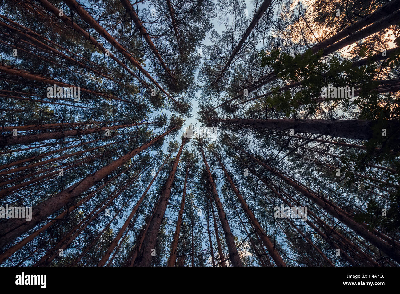 Kiefernwald im Ural Stockfoto