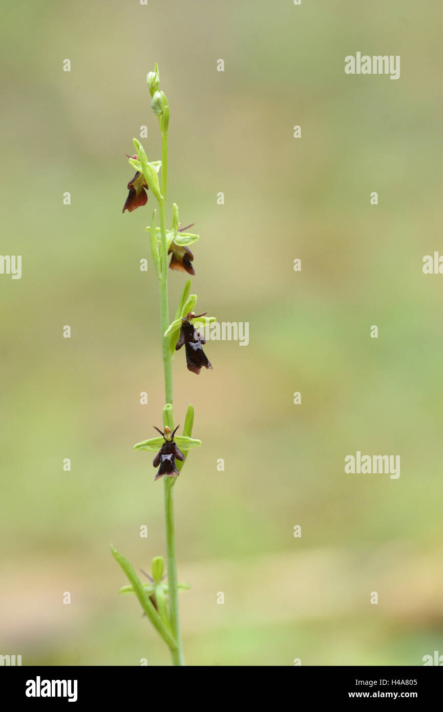 Fliegen-Ragwurz, Ophrys Insectifera, Blüte, Stockfoto