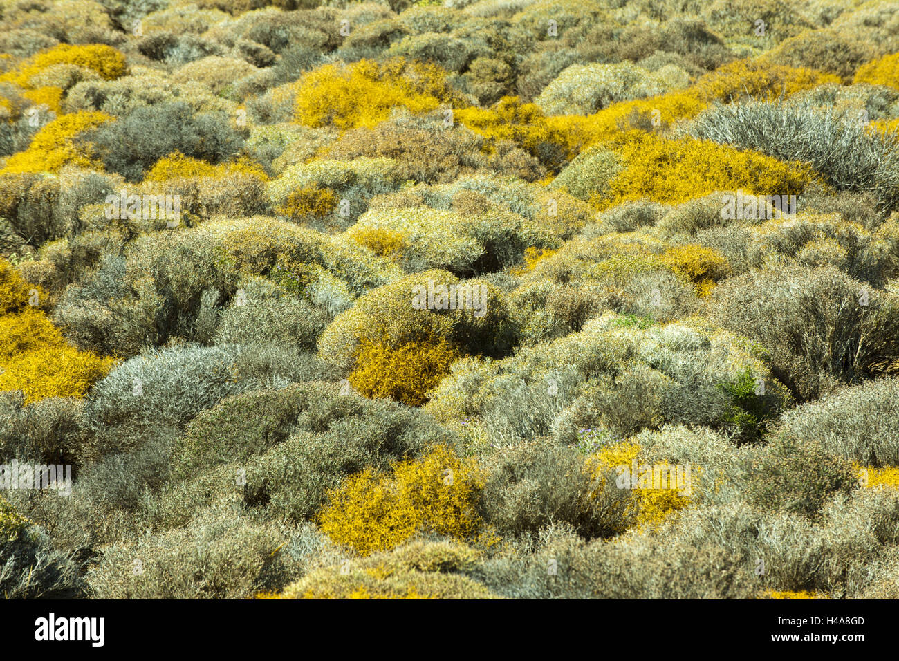 Griechenland, Kreta, Sitia, Landschaft in das Kloster Toplou, blühenden  Macchie Stockfotografie - Alamy