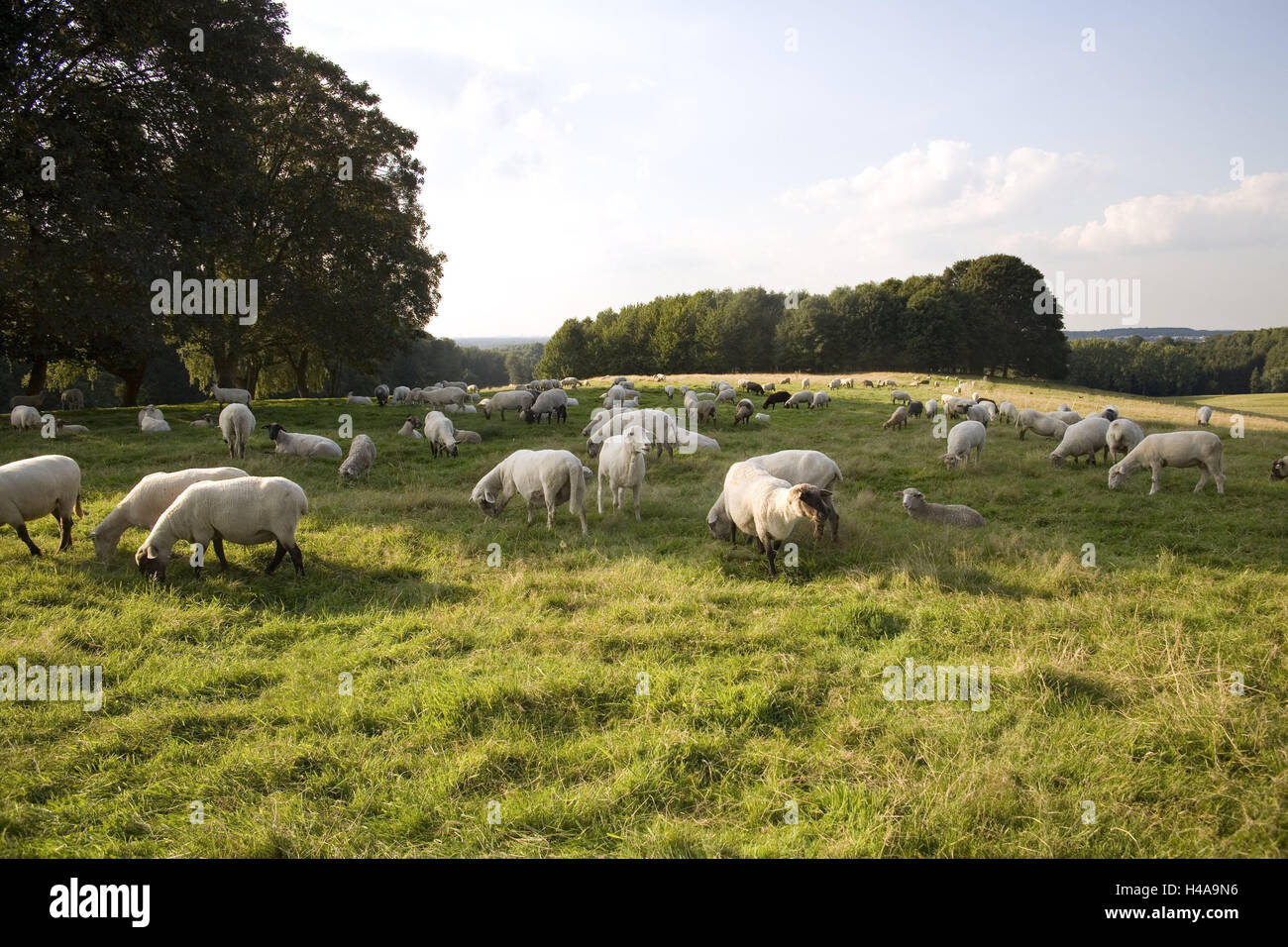 Wiese, Herde von Schafen, Weiden, Wirtschaft, Landwirtschaft, Viehzucht, Haustiere, Tiere, Säugetiere, nutzen Tiere, Schafe, Schwerpunkte, gesellige Tiere, viele halten, Weide, Landschaft, einsamen, Sommer, draußen, Idylle, Harmonie, Stockfoto