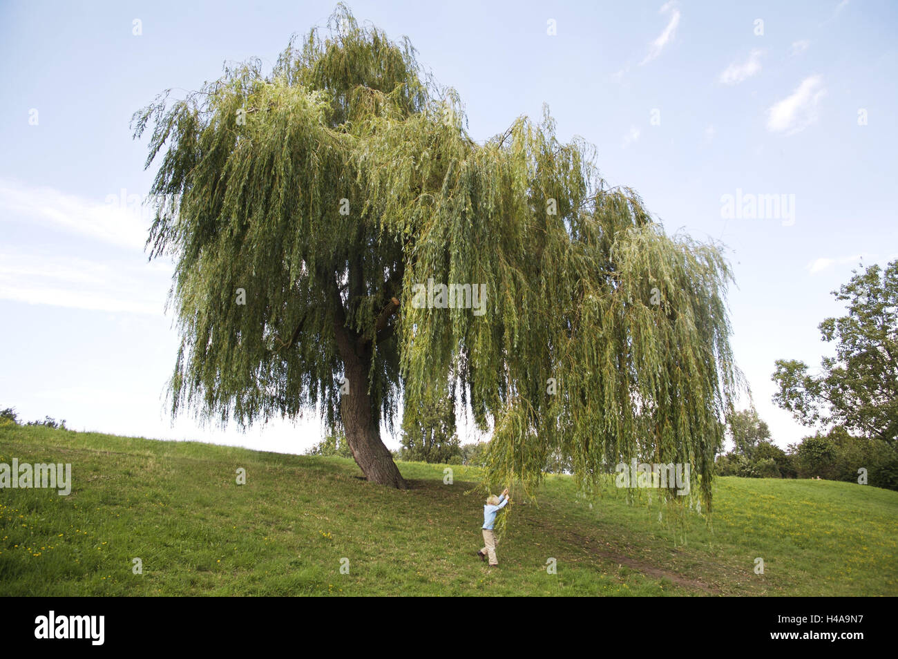 Wiese, weinende Weide, Salix Tristis, junge, Zweige, Drag, Natur, Botanik, Vegetation, Baum, Weide, breitblättrigen Baum, Solitär-Baum, einzeln, nicht markiert ist, Trauerweide, außerhalb der Saison, Sommer, Kinder, Spaß, Spiel, Zweige hängend, Menschen, ganze Körper, Stockfoto