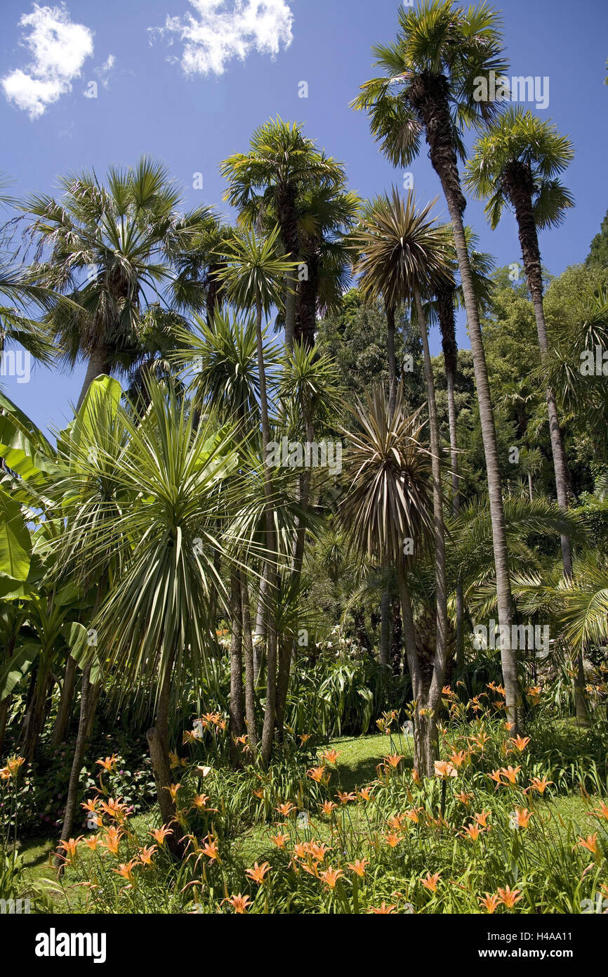 Italien Lombardei Tremezzo Villa Carlotta Park Palmen Lilien