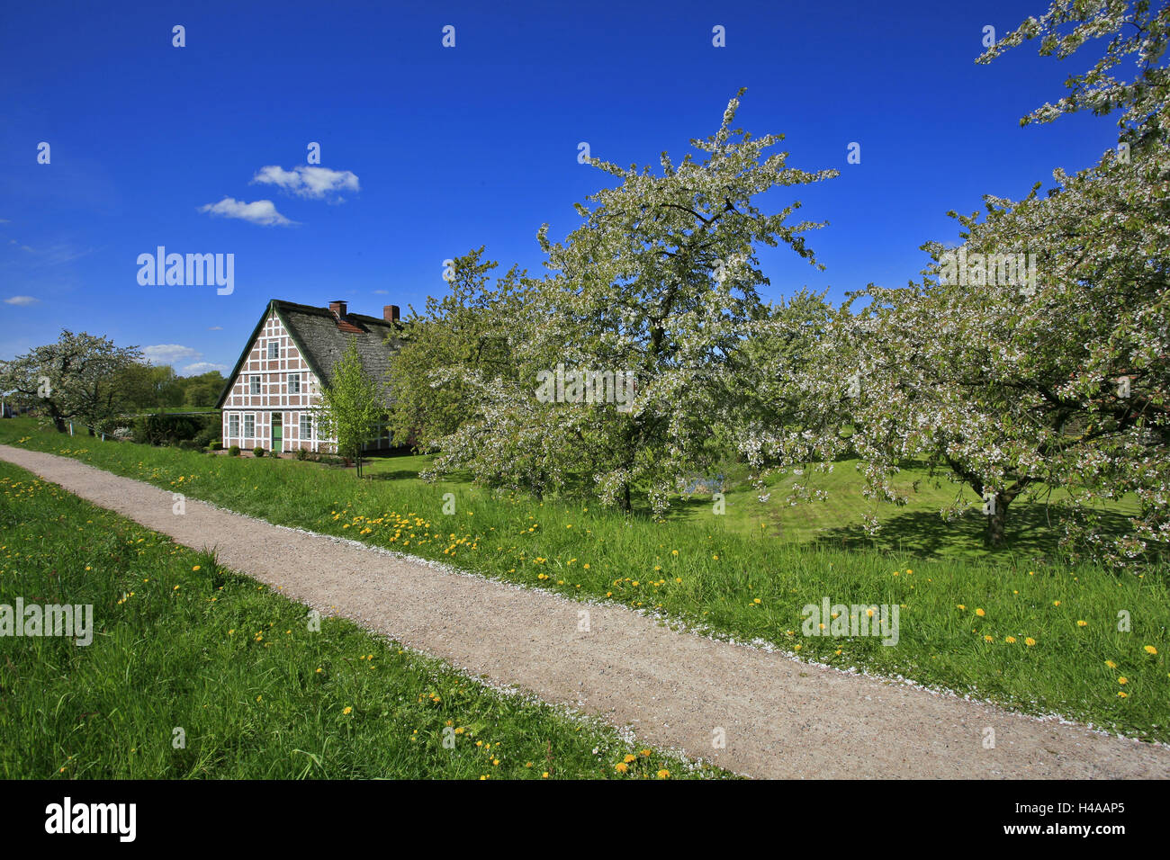 Obsthof zwischen blühenden Kirschbäumen Iat Estedeich in www.Linz.de, Altes Land in der Nähe von Hamburg, Stockfoto