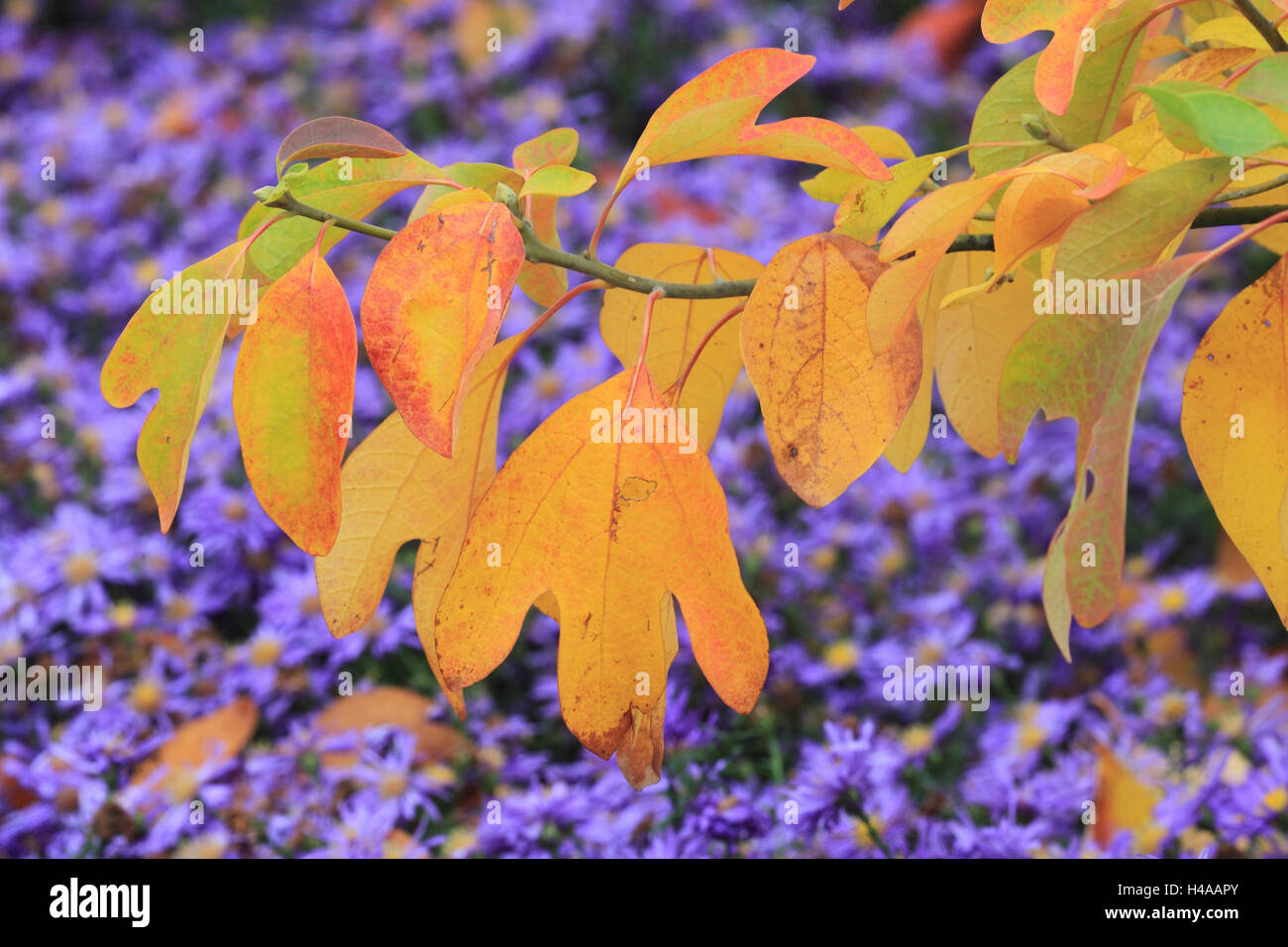 Amerikanische Fieber Baum im Herbst, Stockfoto