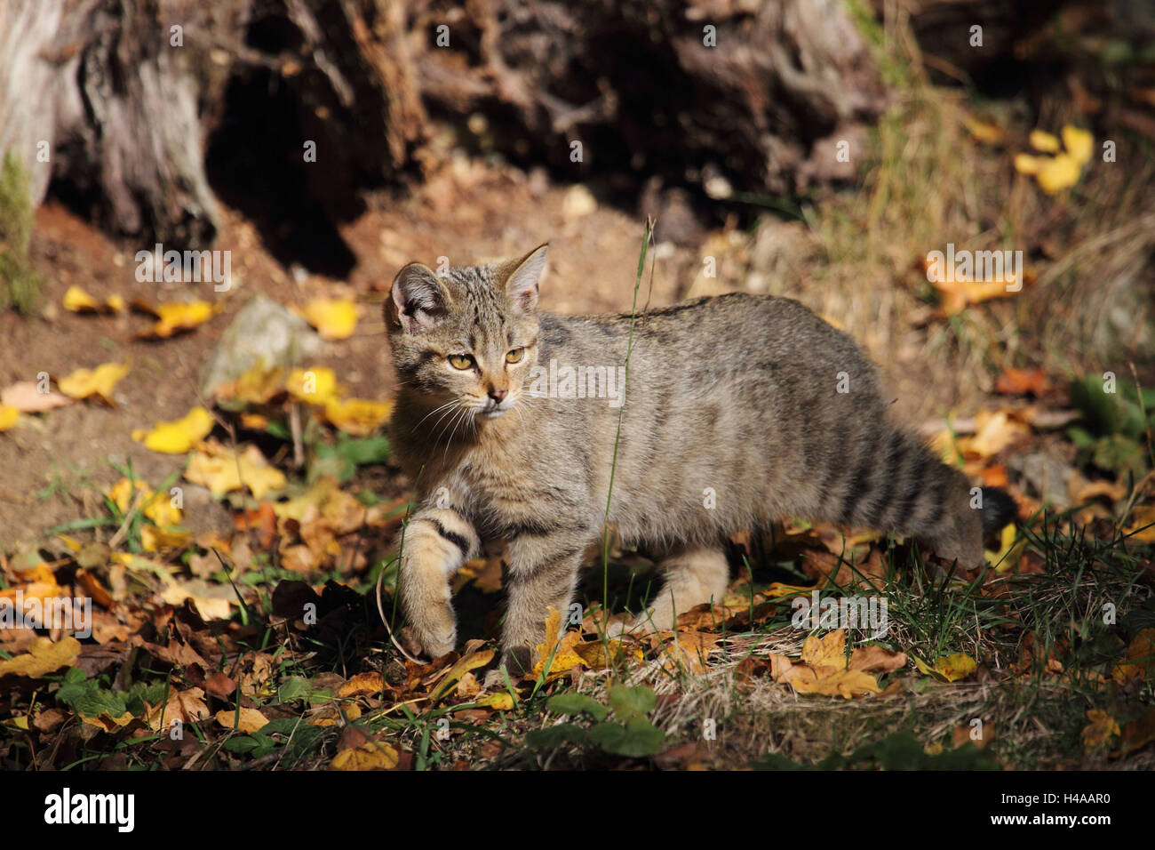Junge Europäische Wildkatze Stockfoto
