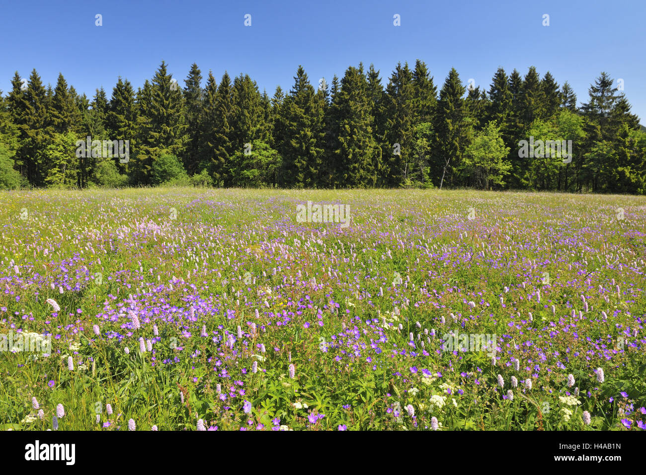 Blühende Sommerwiese, Nationalpark Harz, Harz, Sankt Andreasberg, Niedersachsen, Deutschland, Stockfoto