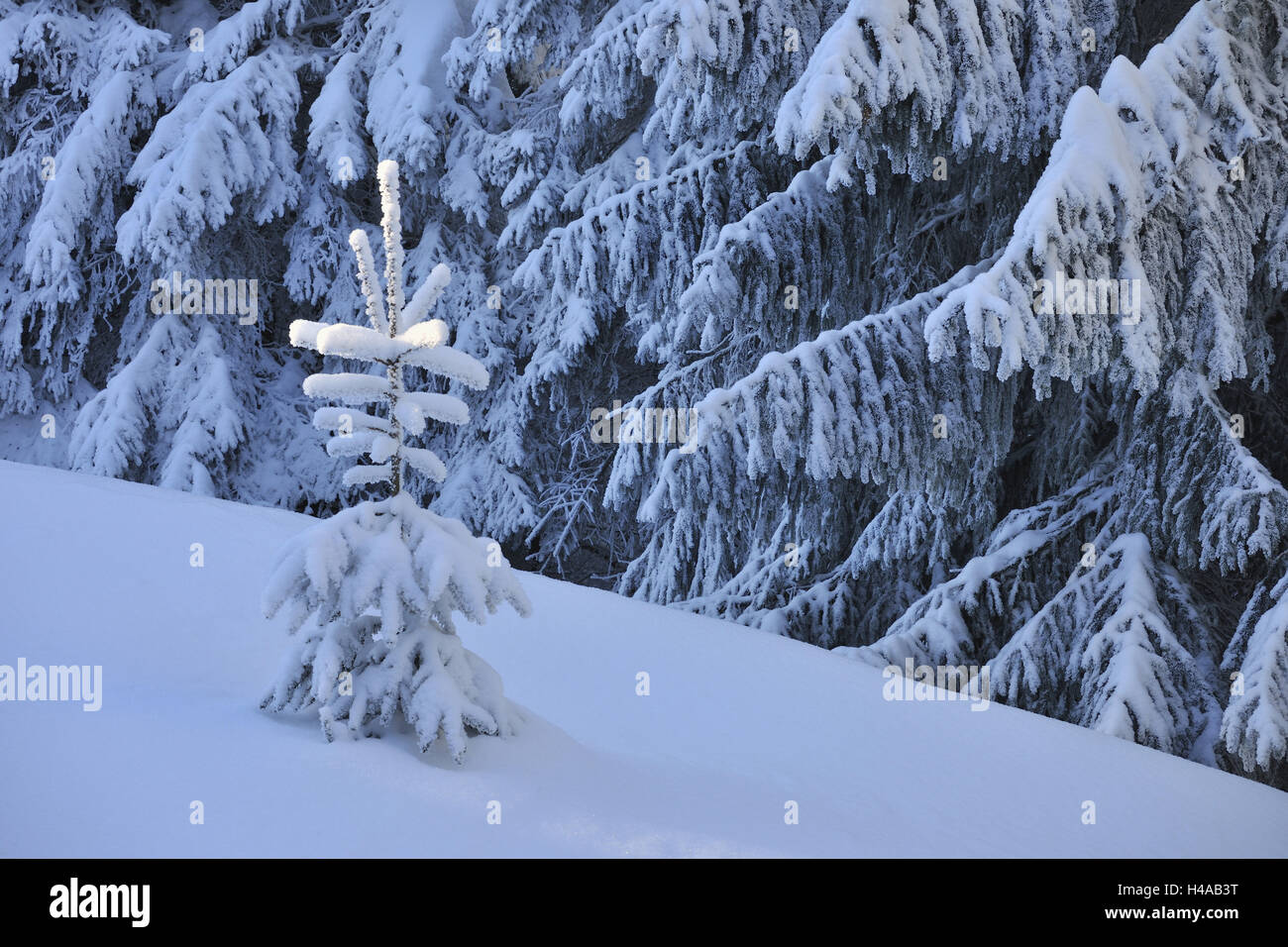 Schneebedeckten Nadelbäume, Winter, big-Mountain Bier, schwelgen, Thüringen, Deutschland Stockfoto