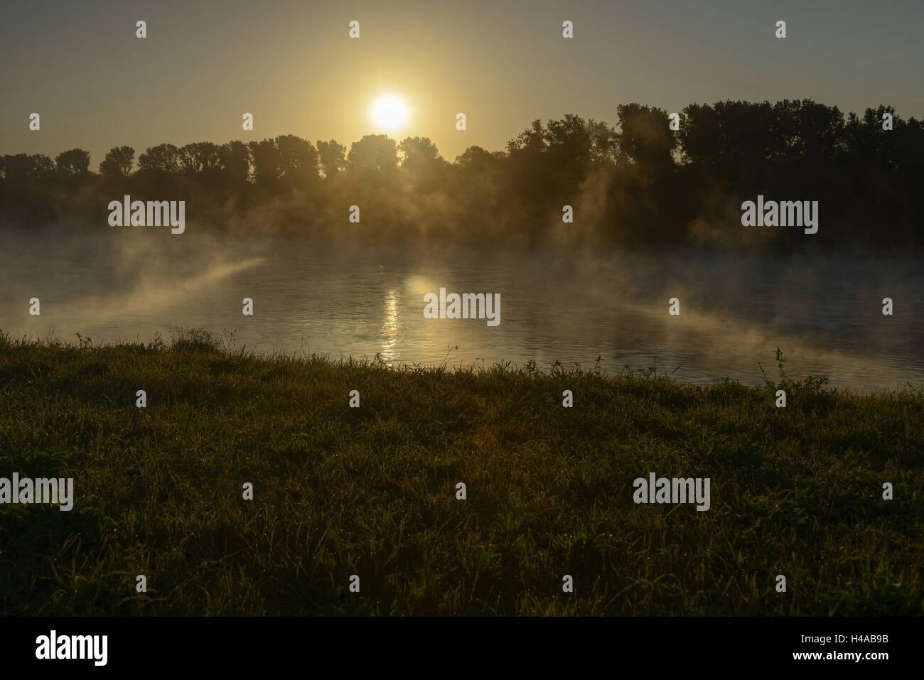 Flusslandschaft, der Rhein, Nebel Stimmung, Sunrise, Speyer, Rheinland-Pfalz, Deutschland Stockfoto