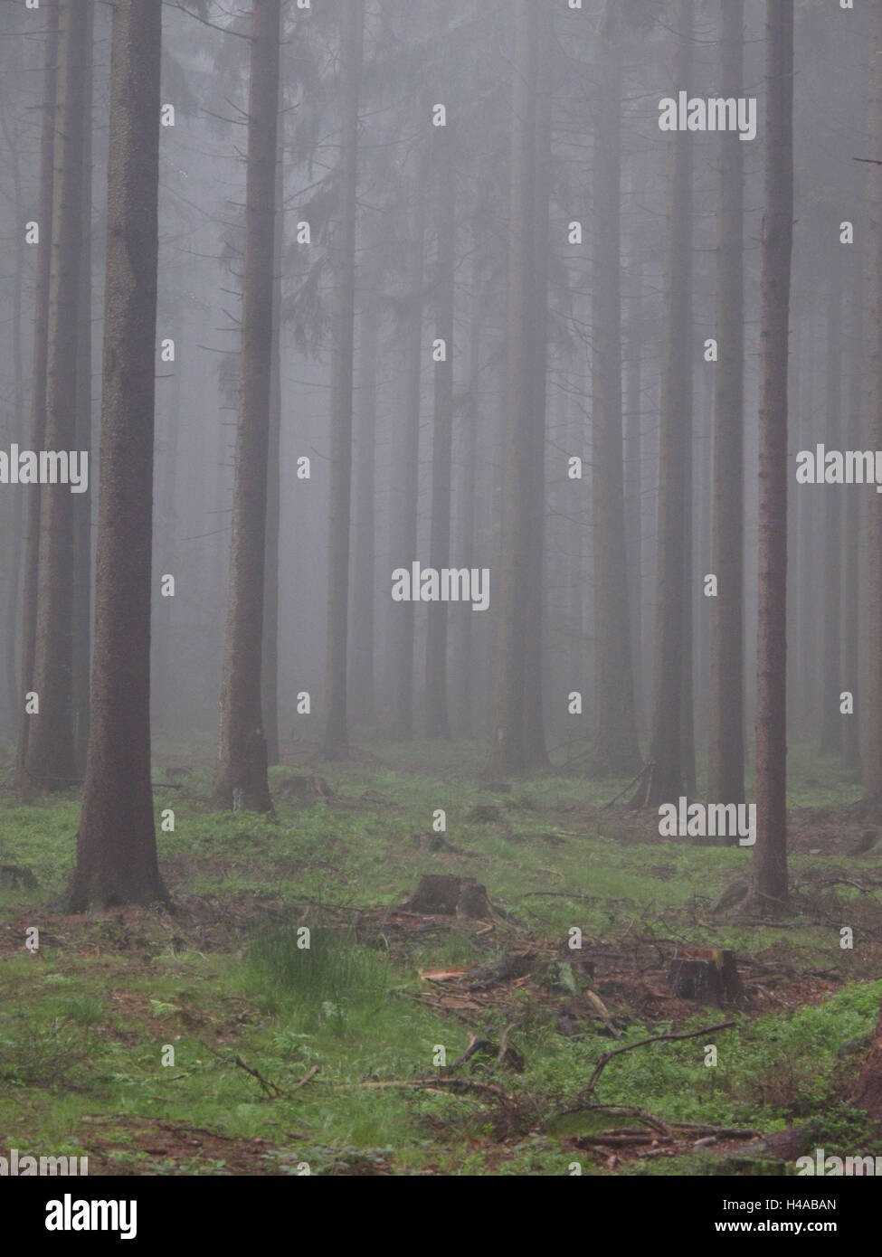 Tschechien, Poldovka, Wald, Bäume, Morgennebel, Stockfoto