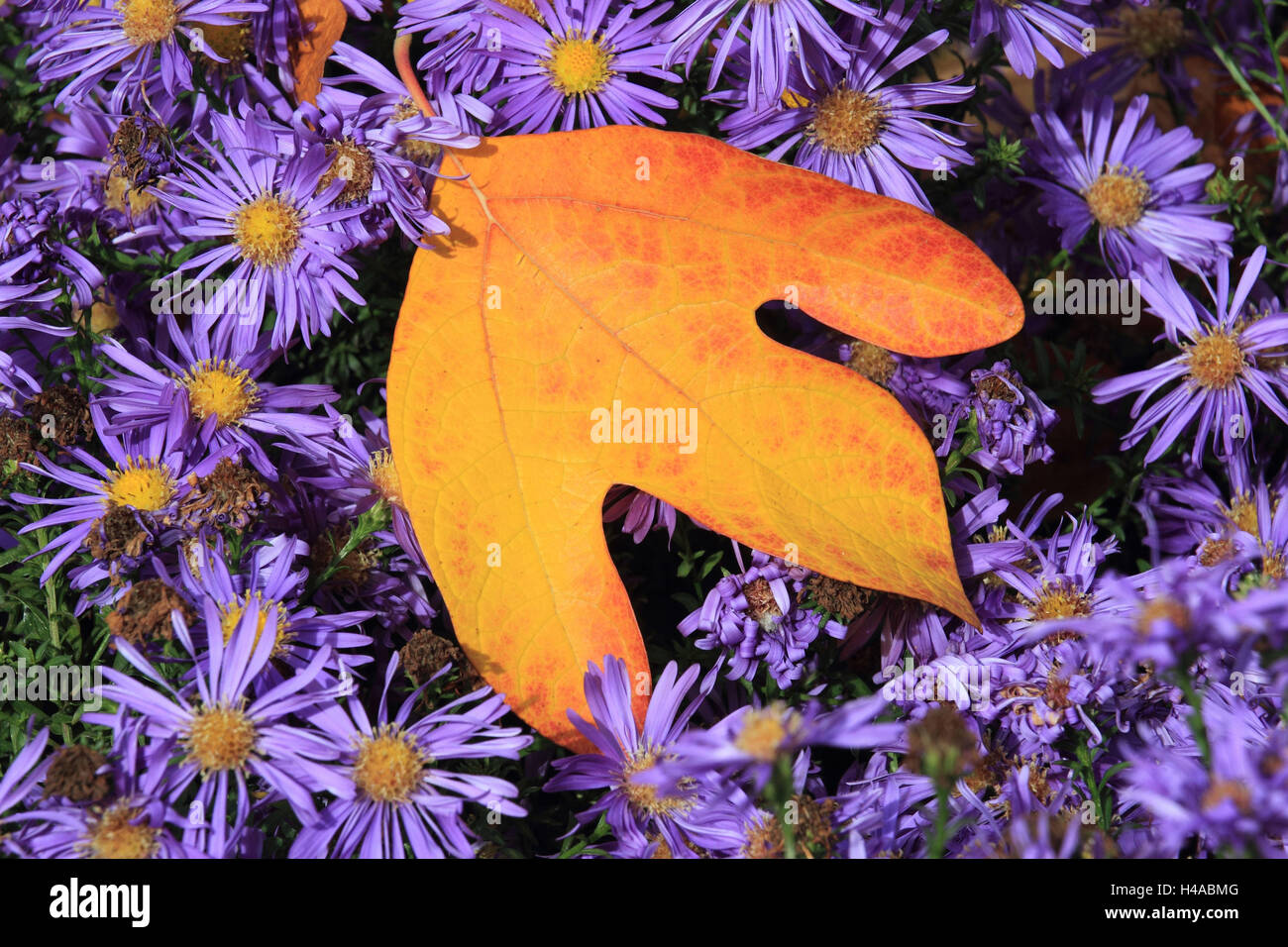 Amerikanische Fieber Baumblätter im Herbst, Stockfoto