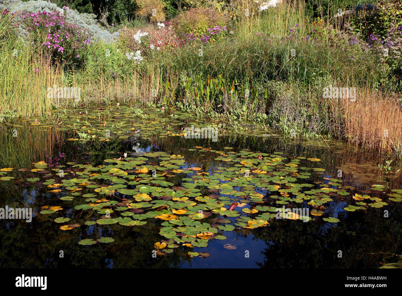 Garten, Teich, Pflanzen, Reflexion, Stockfoto