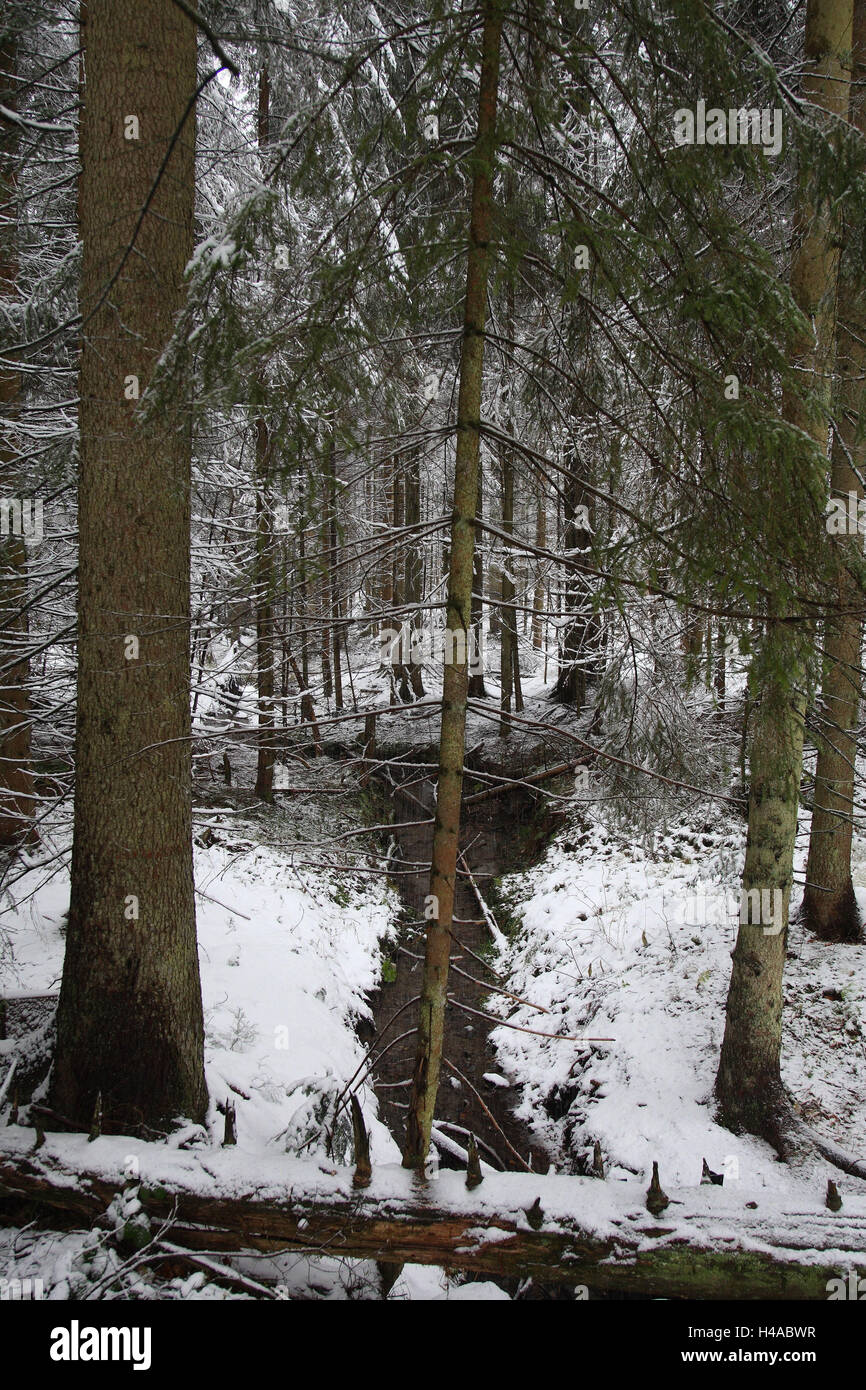 Winter, Holz, Koniferen, Stockfoto