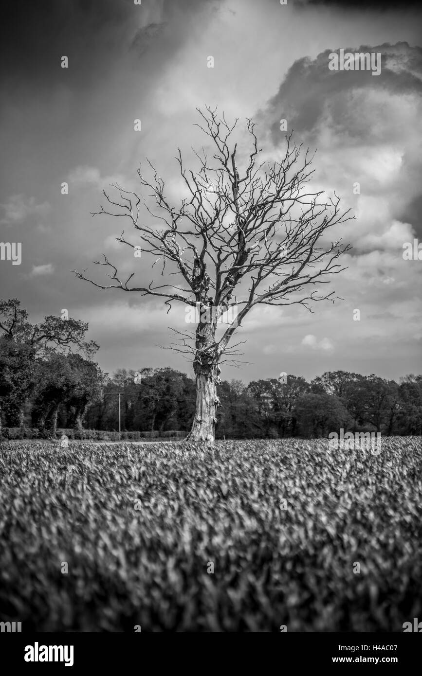 Toter Baum in einem Feld Stockfoto