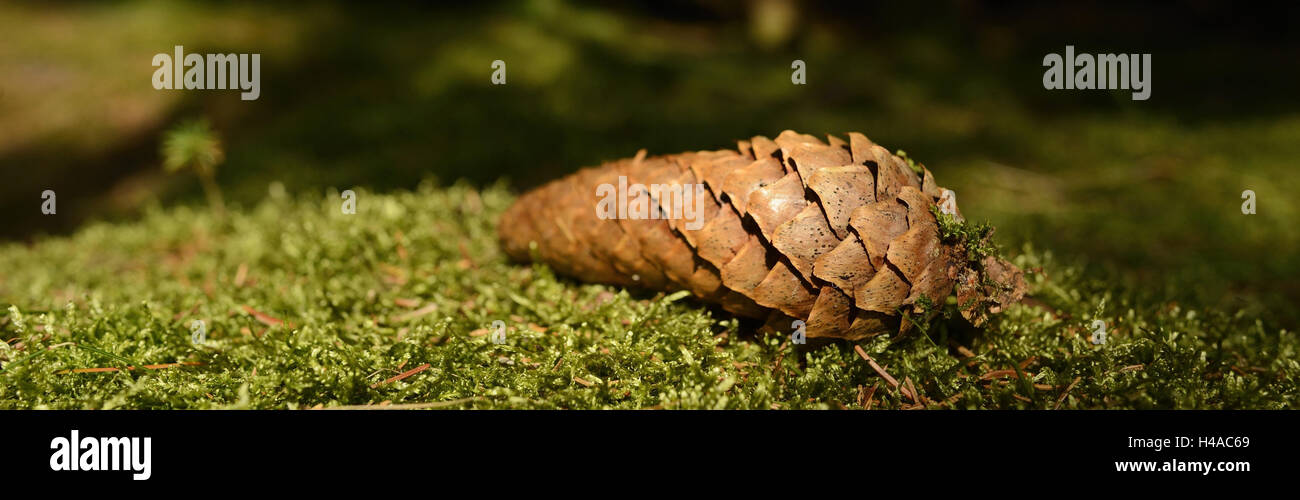Fichten Picea Abies, Stecker, Moos, Lüge, mittlere close-up, Stockfoto
