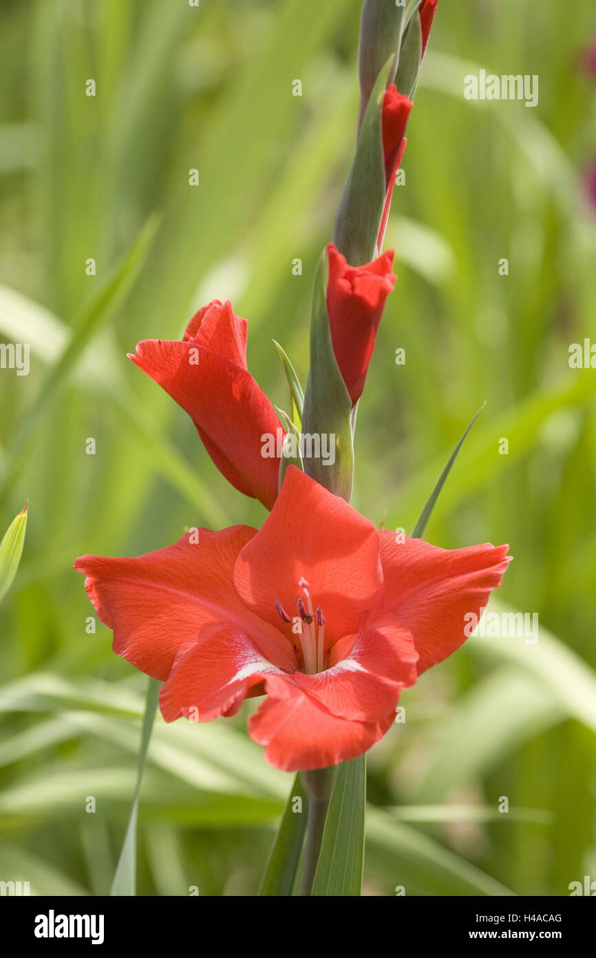 Gladiolen, mittelgroße Blüten, rot, Nahaufnahme, Stockfoto