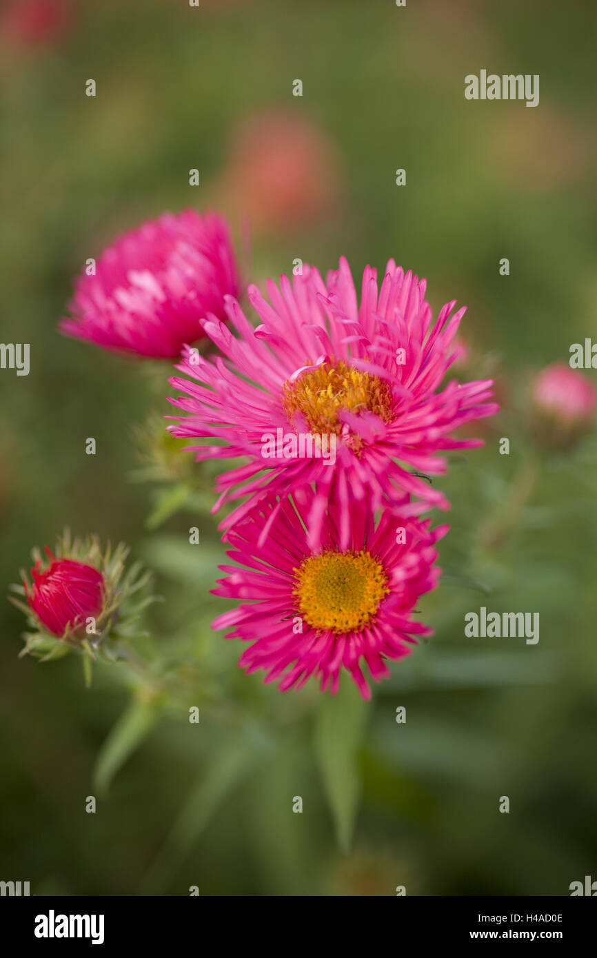 Magenta-farbige Aster Strauch, Blüten, Knospen, mittlere close-up, Stockfoto