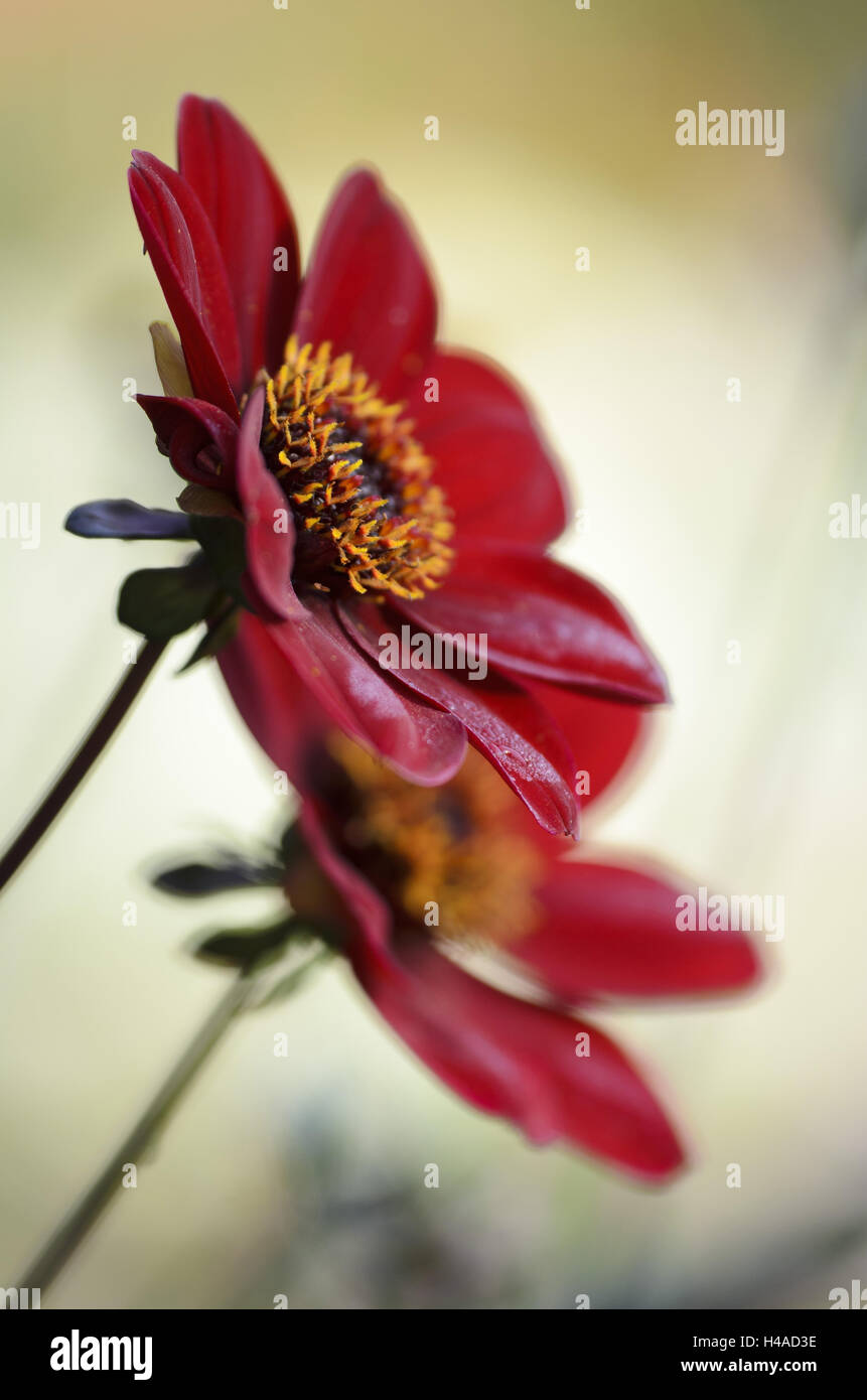 Eine einfache Dahlie, Dahlia x Hort Sis 'Bischof von Canterbury", Blüten, mittlere Nahaufnahme Stockfoto