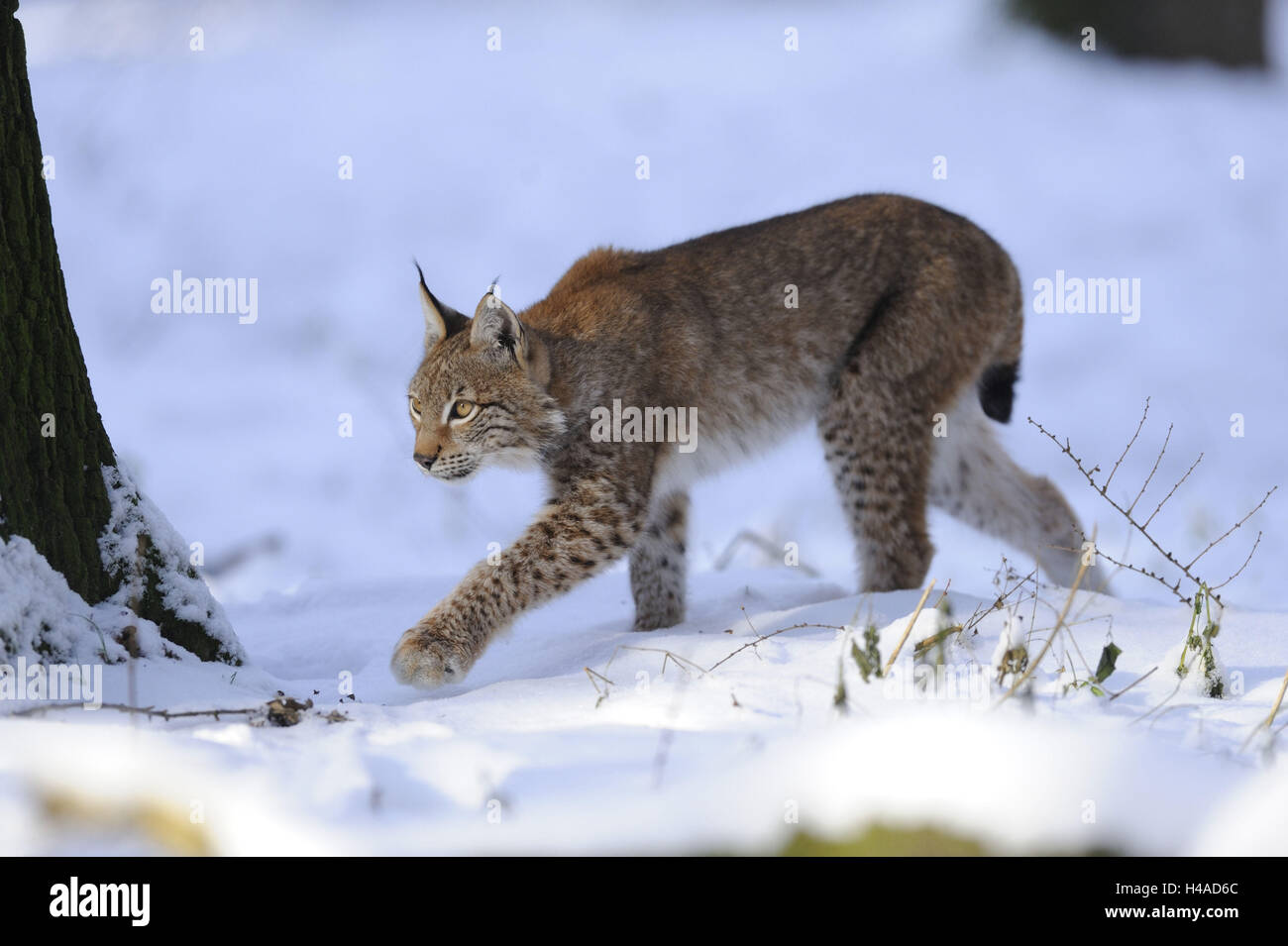 Eurasischer Luchs Lynx Lynx, Jungtier, Winter, Schnee, Wandern, kriechend, Seitenansicht, Stockfoto