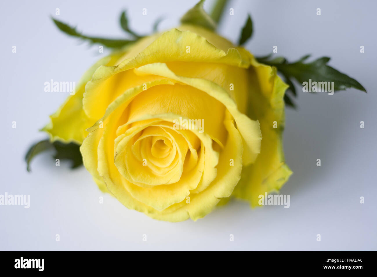 Gelbe rose auf weißem Grund, Stockfoto