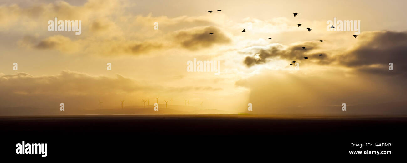 Australien, Canberra, Sonnenuntergang, Vogelschwarm, Nebel, Stockfoto