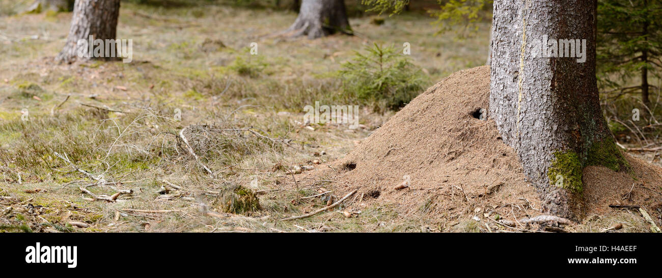 Ameisenhaufen, rote Ameisen, Formica, Wald, Oberpfalz, Stockfoto