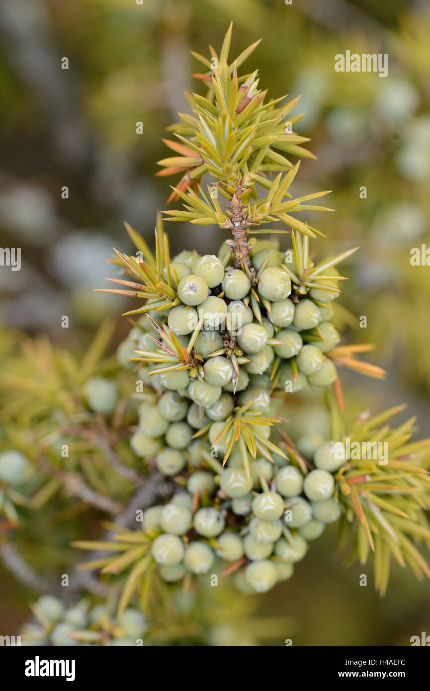 Gemeine Wacholder, Juniperus Communis, Stecker, Detail, Stockfoto