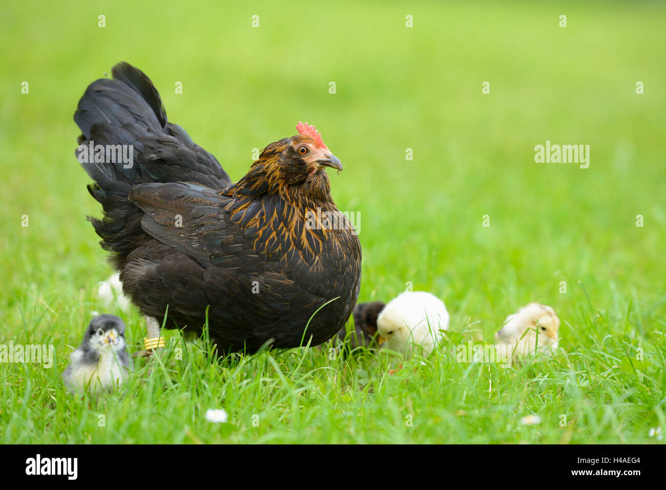 Huhn, Haus Gallus Gallus Domesticus, Clucking, Küken, Wiese, Seitenansicht, stehend, Stockfoto