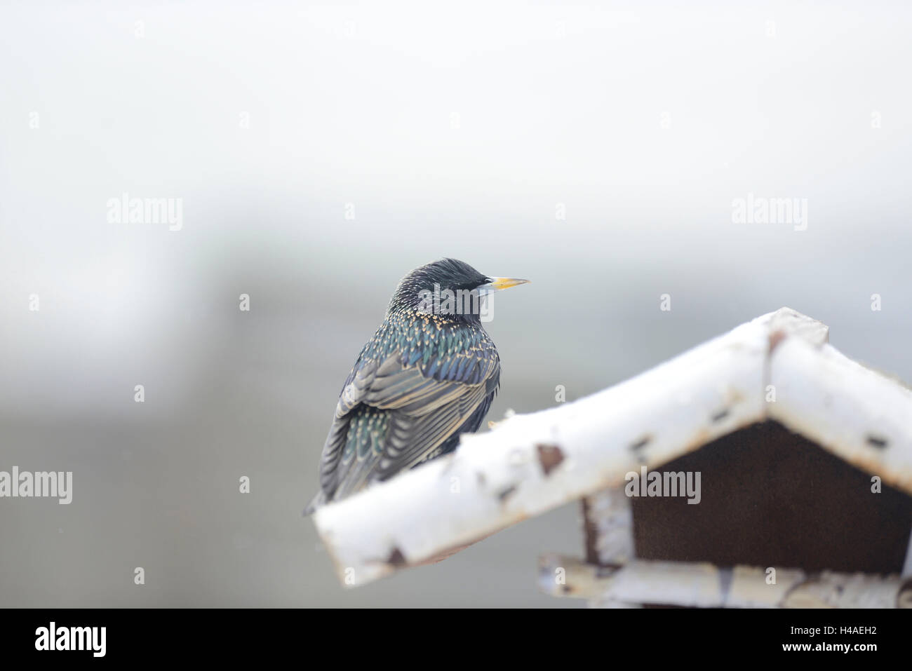 Starling Sturnus Vulgaris, Vogelhäuser, Seitenansicht, sitzen, Stockfoto