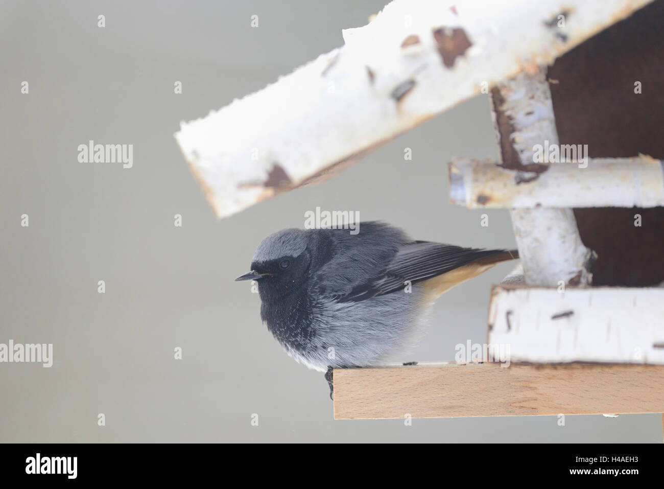 Haus rot Tail, Phoenicurus Ochruros, Vogelhäuser, Seitenansicht, sitzen, Stockfoto