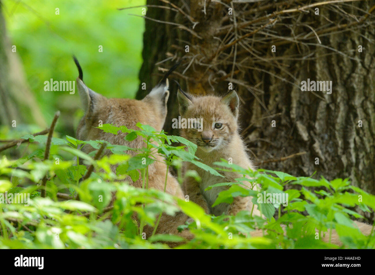 Eurasischer Luchs Lynx Lynx, Mutter mit Jungtier, Blick in die Kamera, Stockfoto