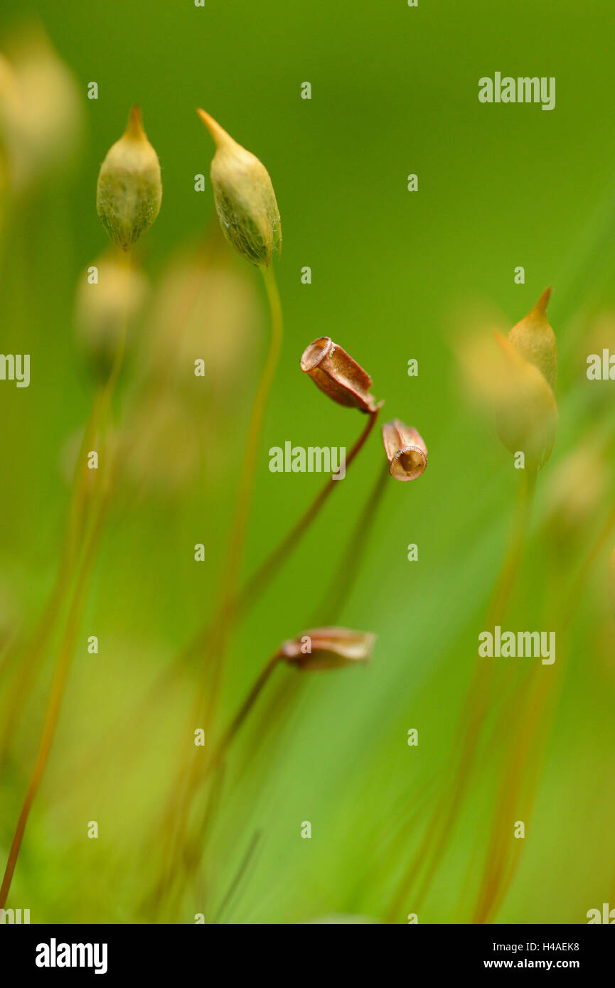 Moos, Polytrichum, Polytrichastrum Formosum, Stockfoto