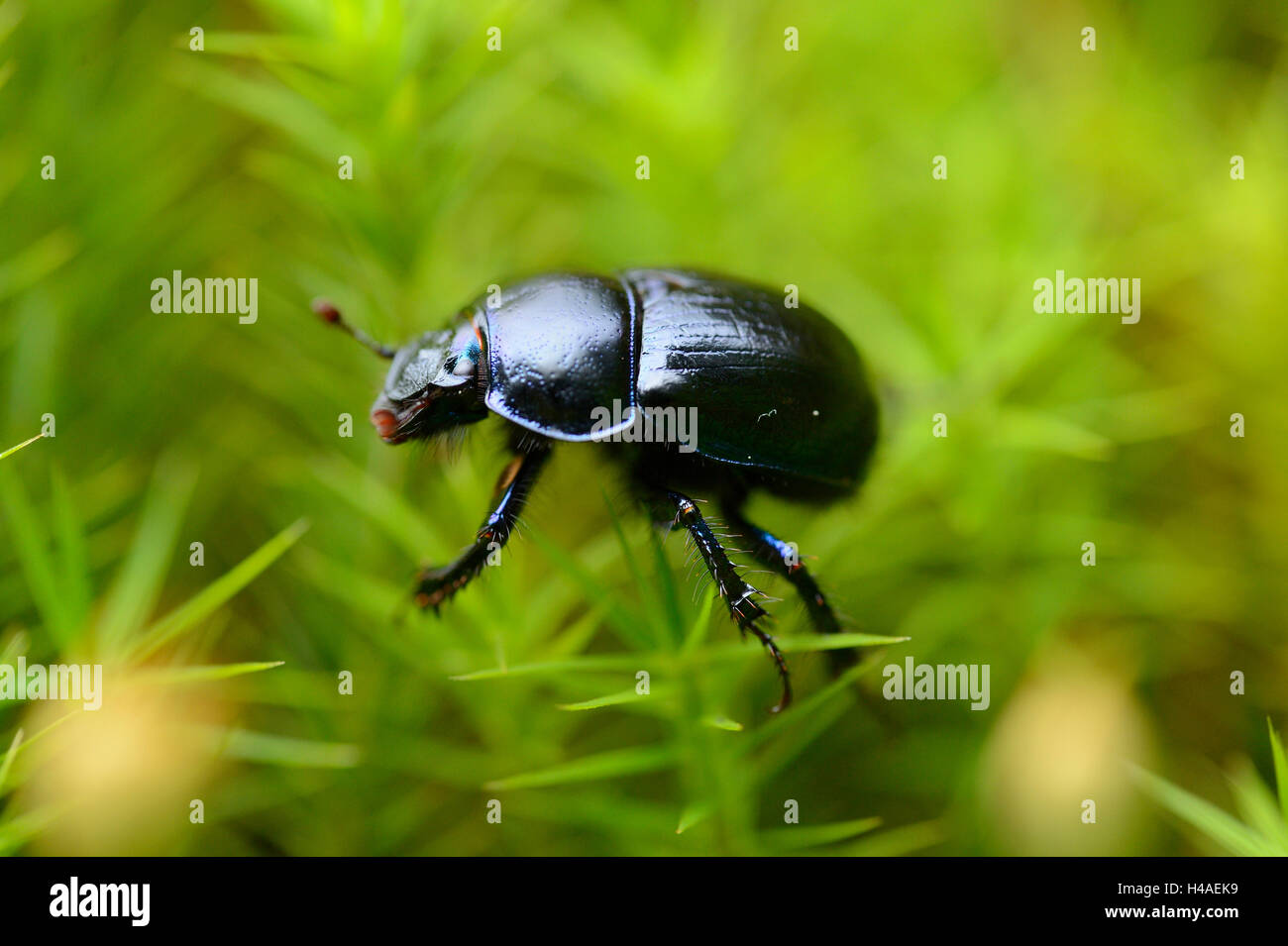 Mistkäfer, Anoplotrupes Stercorosus, Moos, Seitenansicht, Stockfoto