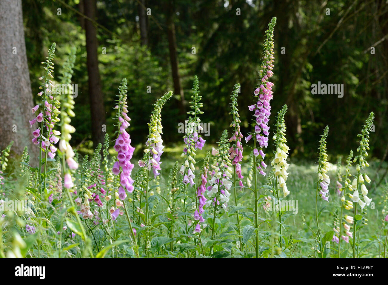 Purpurrote Fingerhut, Digitalis Purpurea, Blüten, Stockfoto