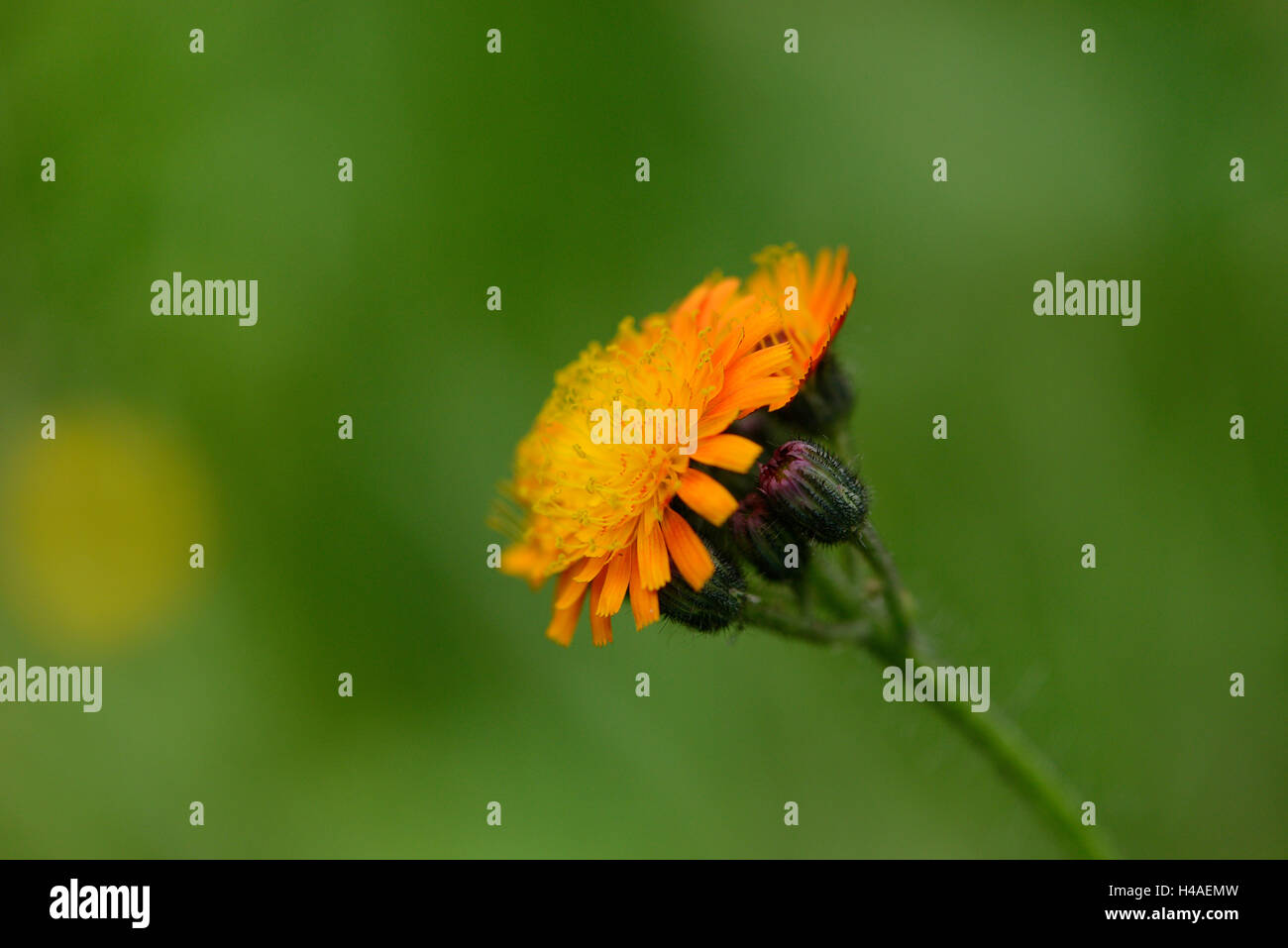 Hawksbeard, Crepis Aurea, Blüte, Nahaufnahme, Stockfoto